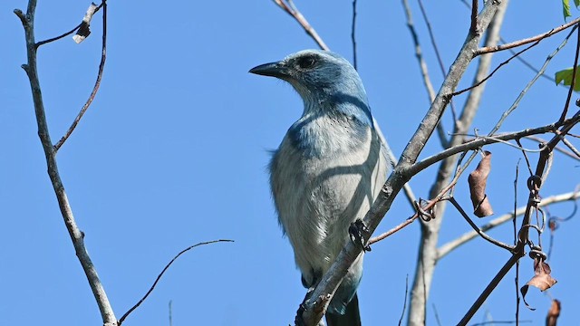 Florida Scrub-Jay - ML647568403