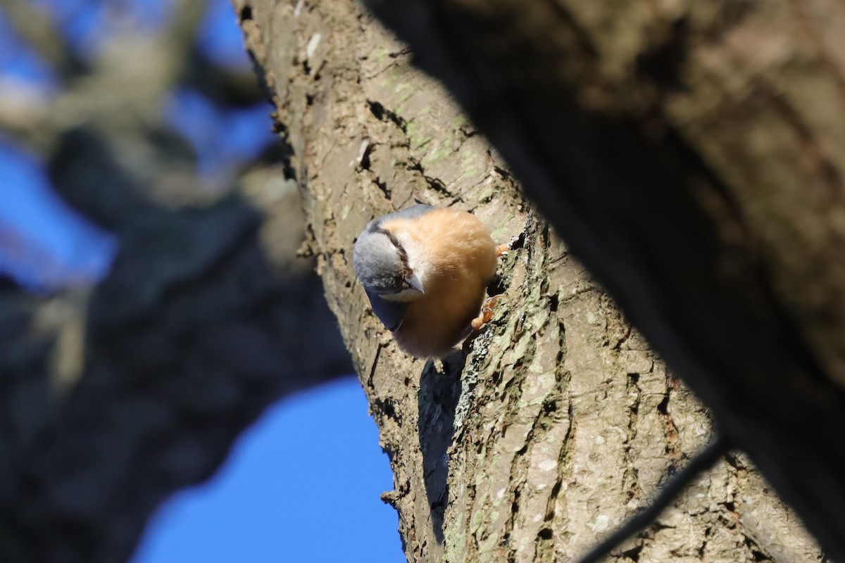 סיטה אירופית - ML647568404