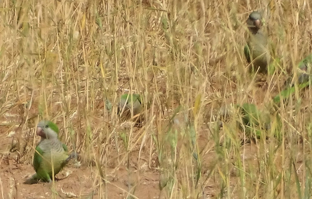 תוכי נזירי - ML647568405