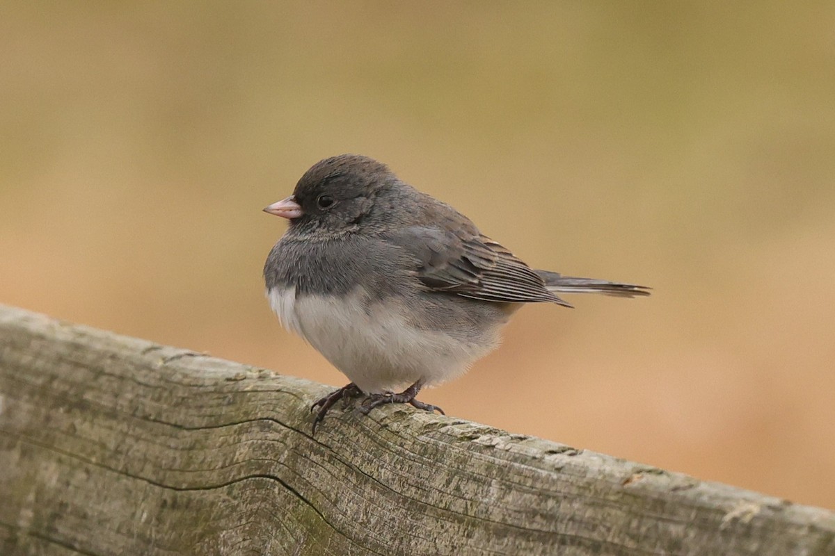 יונקו כהה-עין - ML647568406