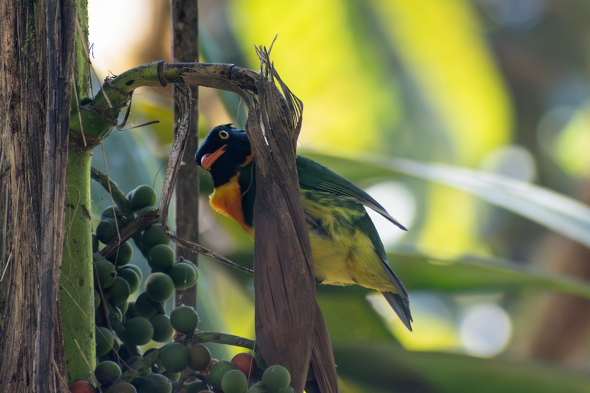 Orange-breasted Fruiteater - ML647568407