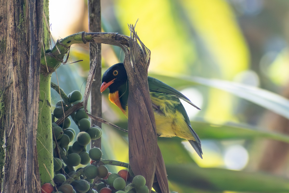 Orange-breasted Fruiteater - ML647568408
