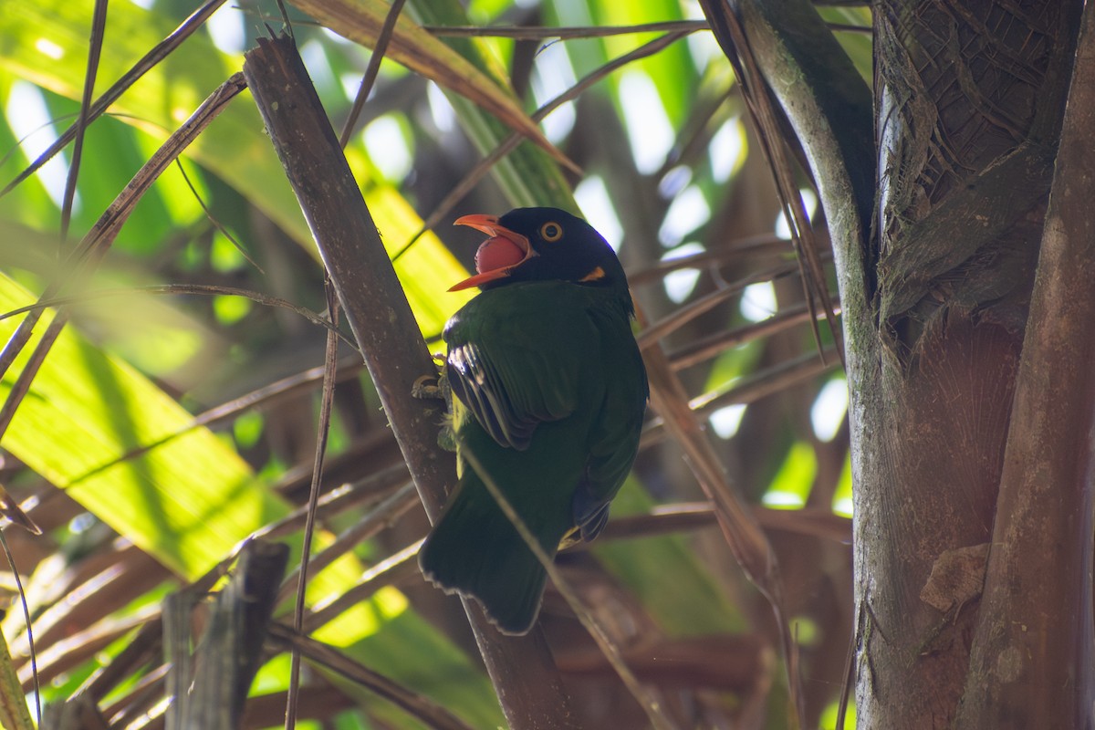 Orange-breasted Fruiteater - ML647568409
