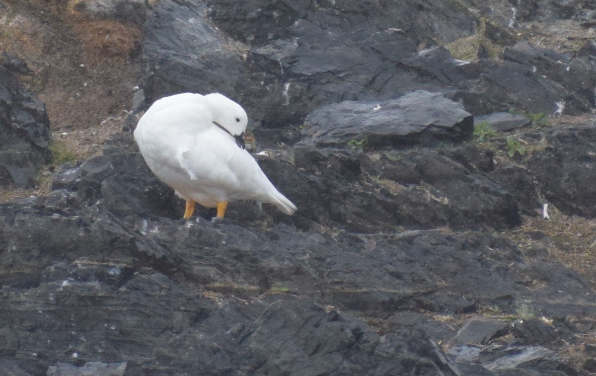 Kelp Goose - ML647568410