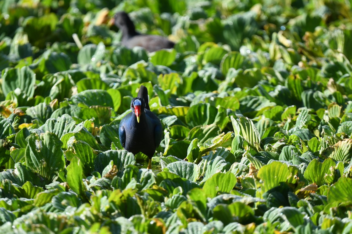 פורפיריה אמריקנית - ML647568411