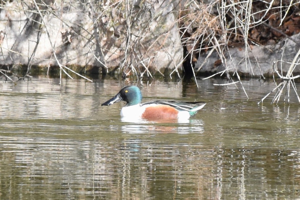 מרית צפונית - ML647568412