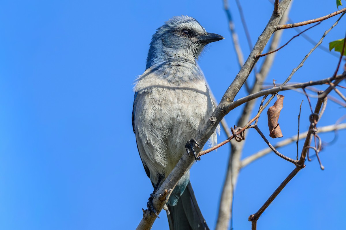Florida Scrub-Jay - ML647568413