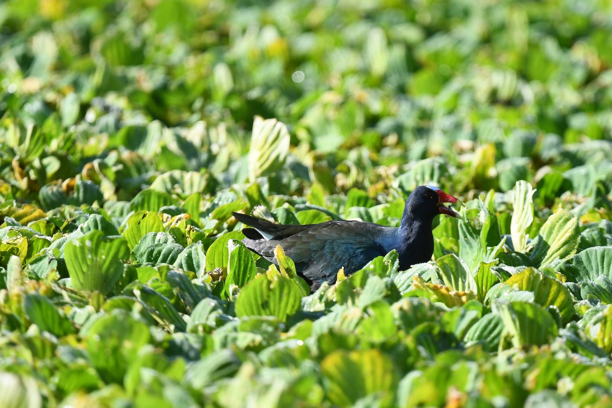 פורפיריה אמריקנית - ML647568418