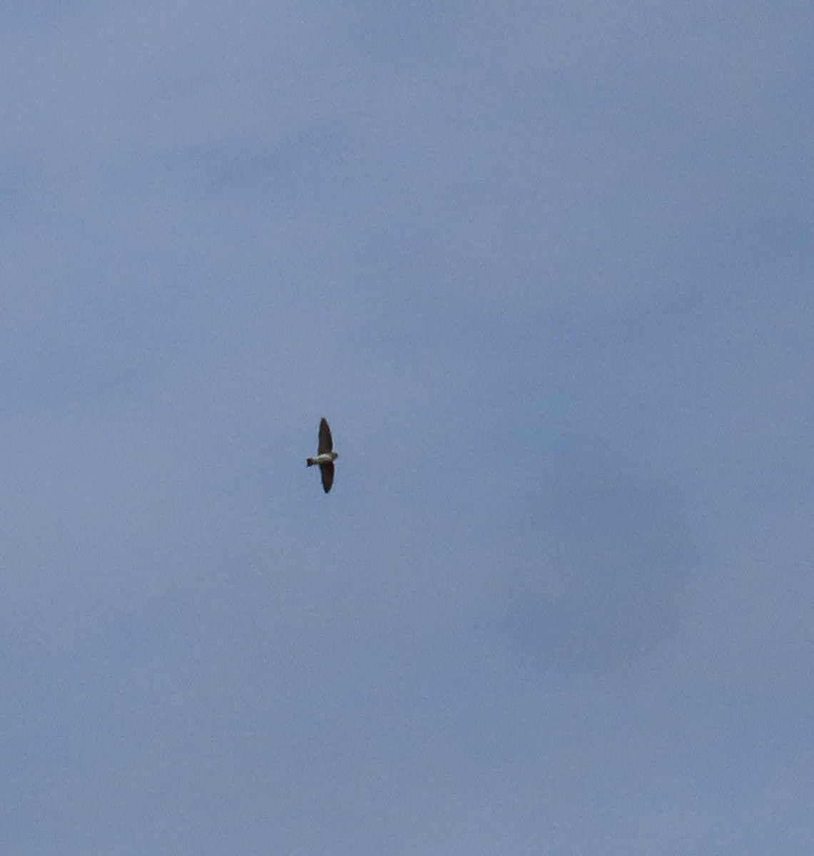 vlaštovka šedohnědá - ML647568419