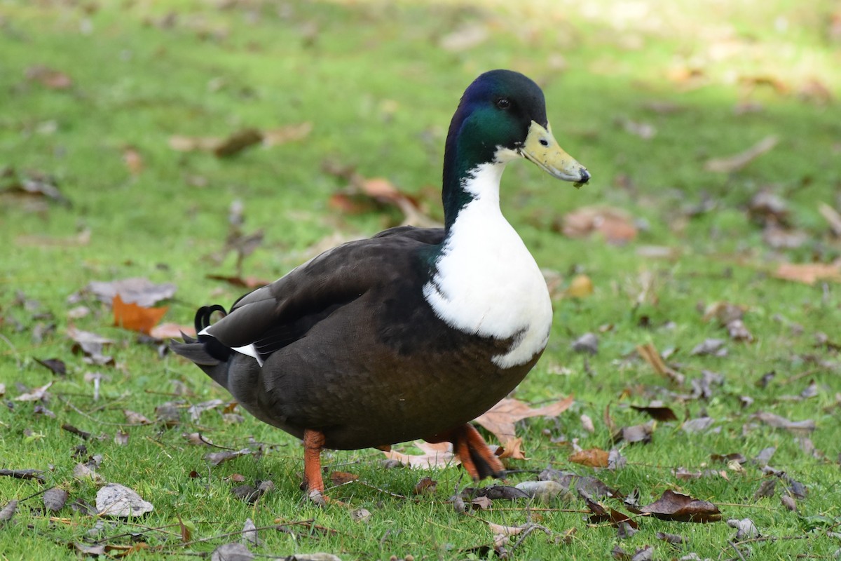 ברכיה (מבויתת) - ML647568421
