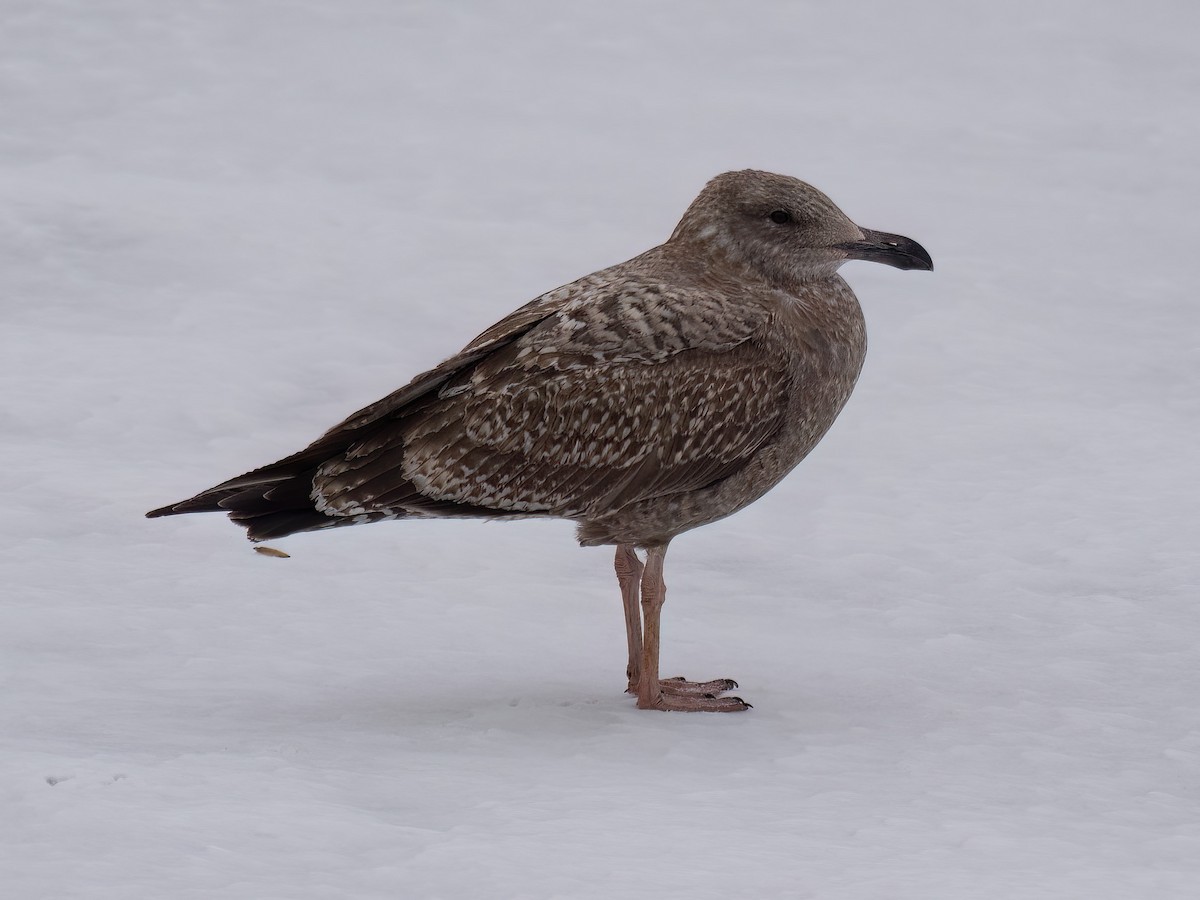 שחף מערבי - ML647568425