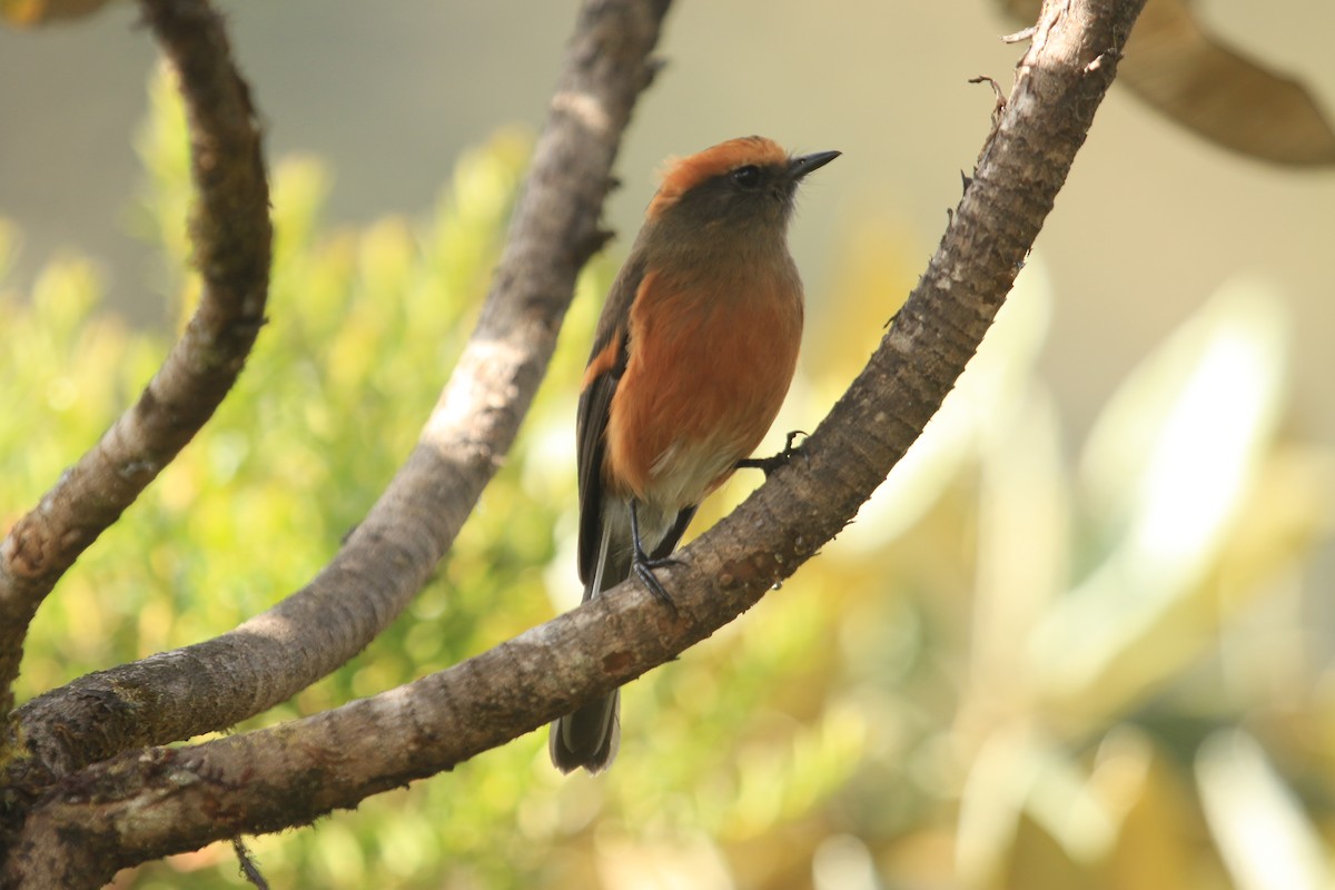 Rufous-browed Chat-Tyrant - ML647568427