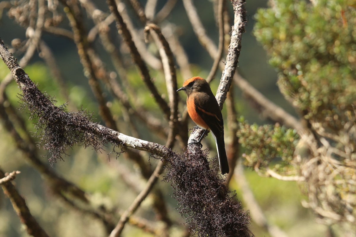 Rufous-browed Chat-Tyrant - ML647568428