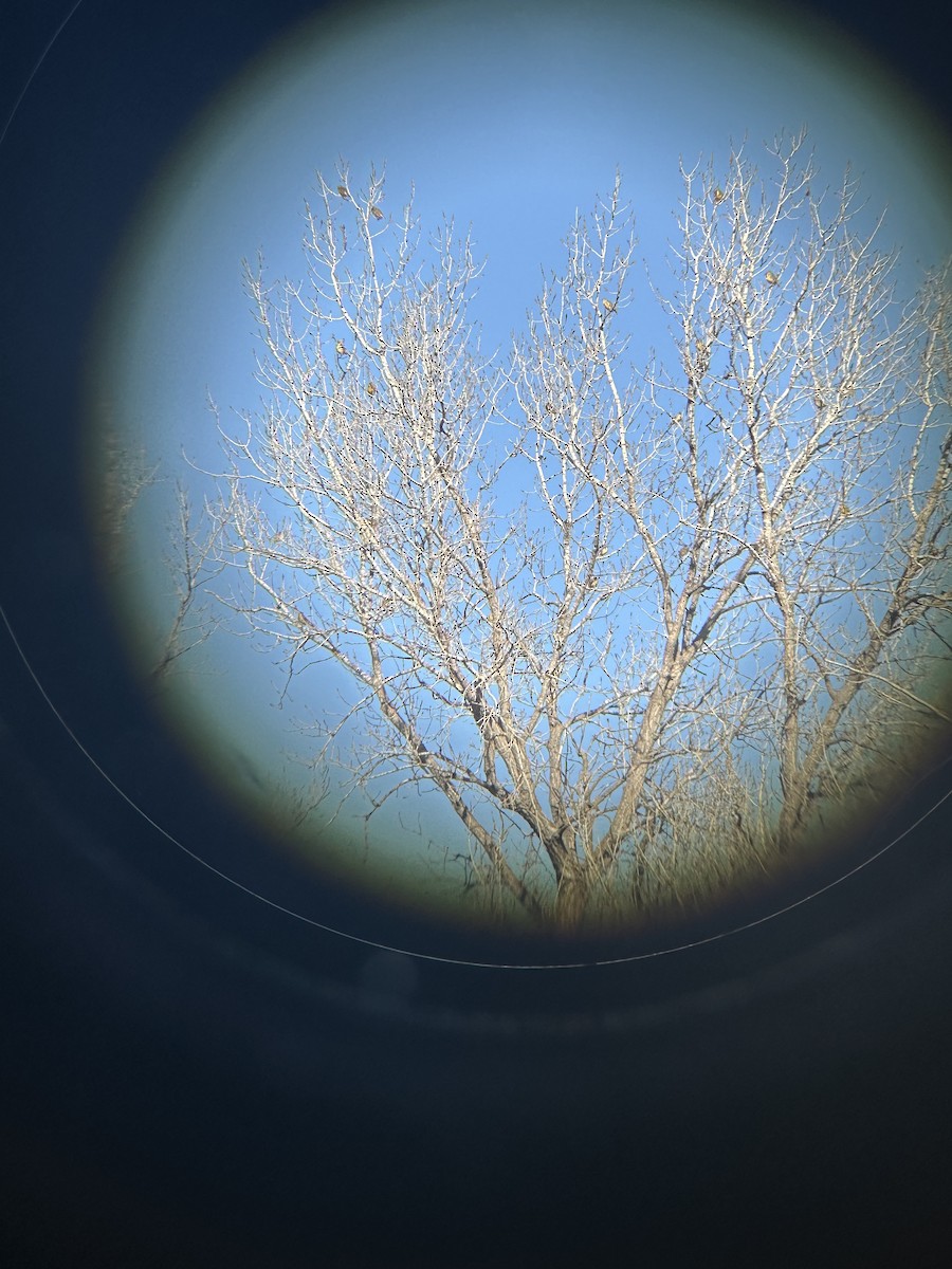 Western Meadowlark - ML647568471