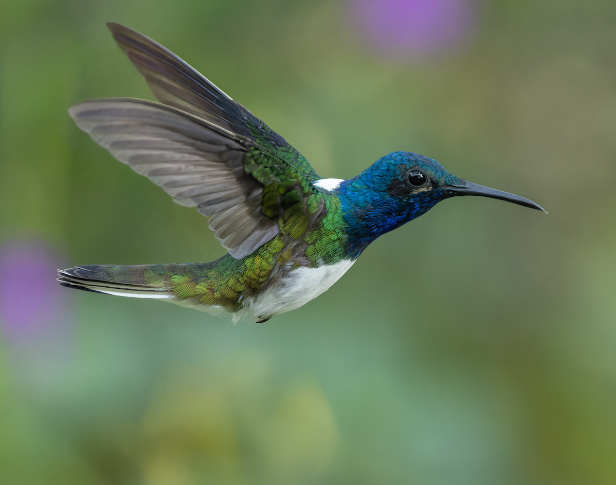White-necked Jacobin - ML647568473