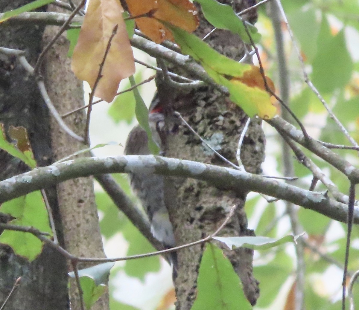 Yellow-bellied Sapsucker - ML647568475