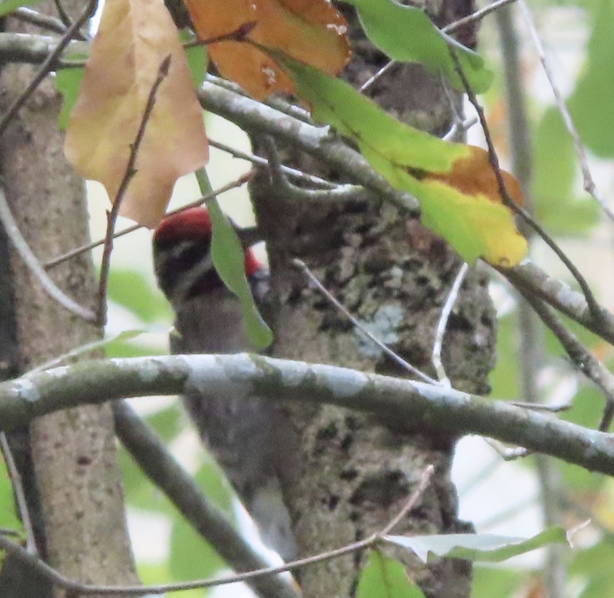 Yellow-bellied Sapsucker - ML647568476