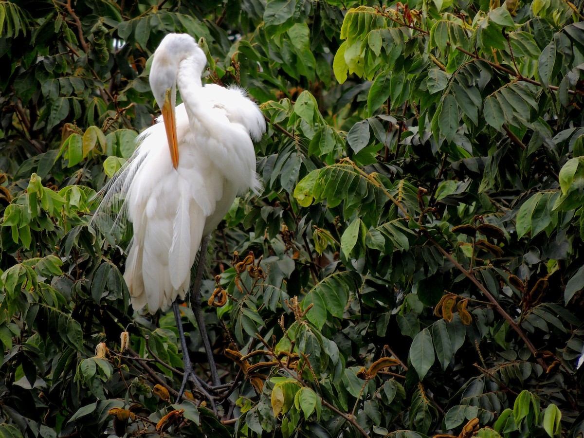 Great Egret - ML647568477