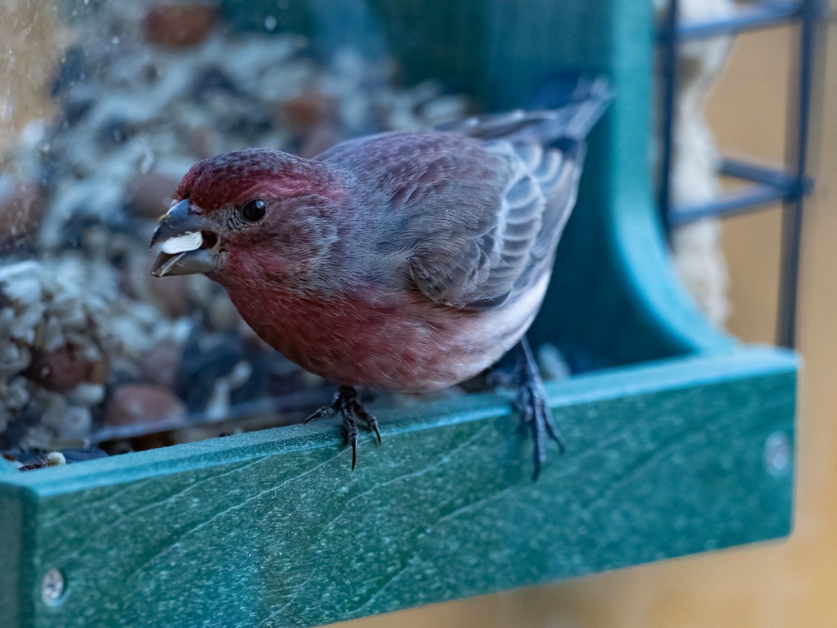House Finch - ML647568478