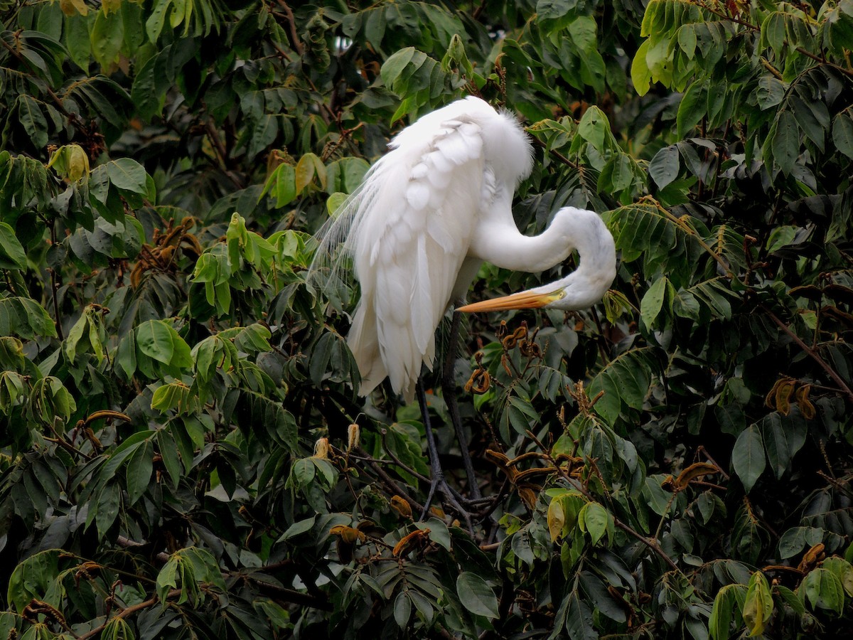 Great Egret - ML647568479