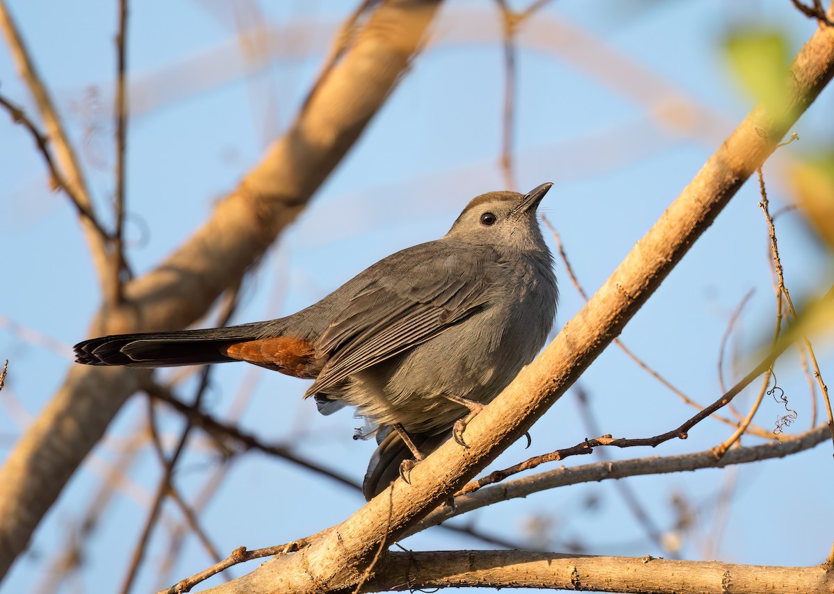 Gray Catbird - ML647568480