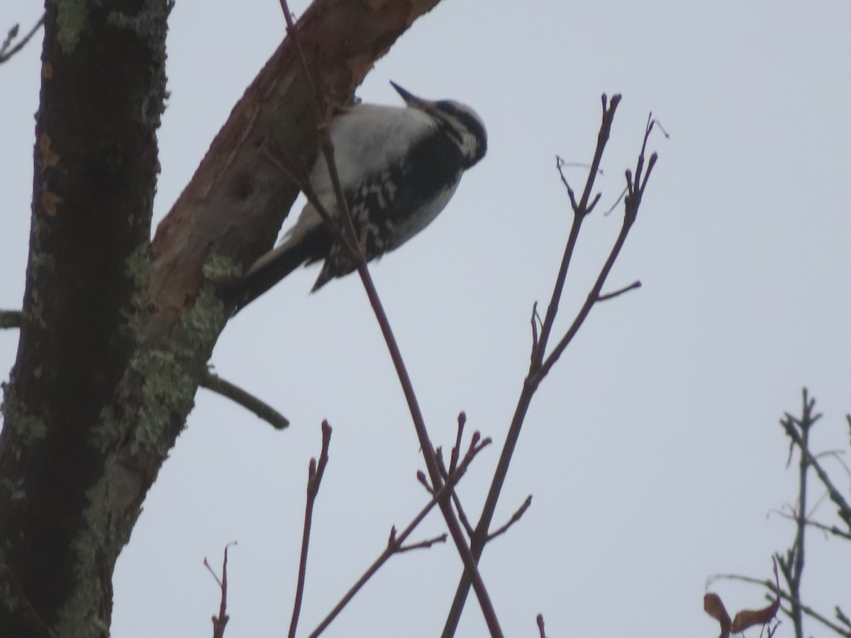 Hairy Woodpecker - ML647568481