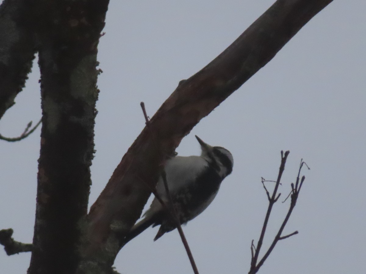 Hairy Woodpecker - ML647568482