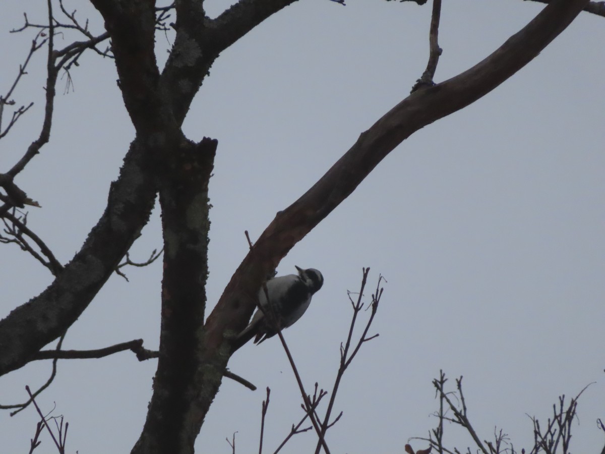 Hairy Woodpecker - ML647568483