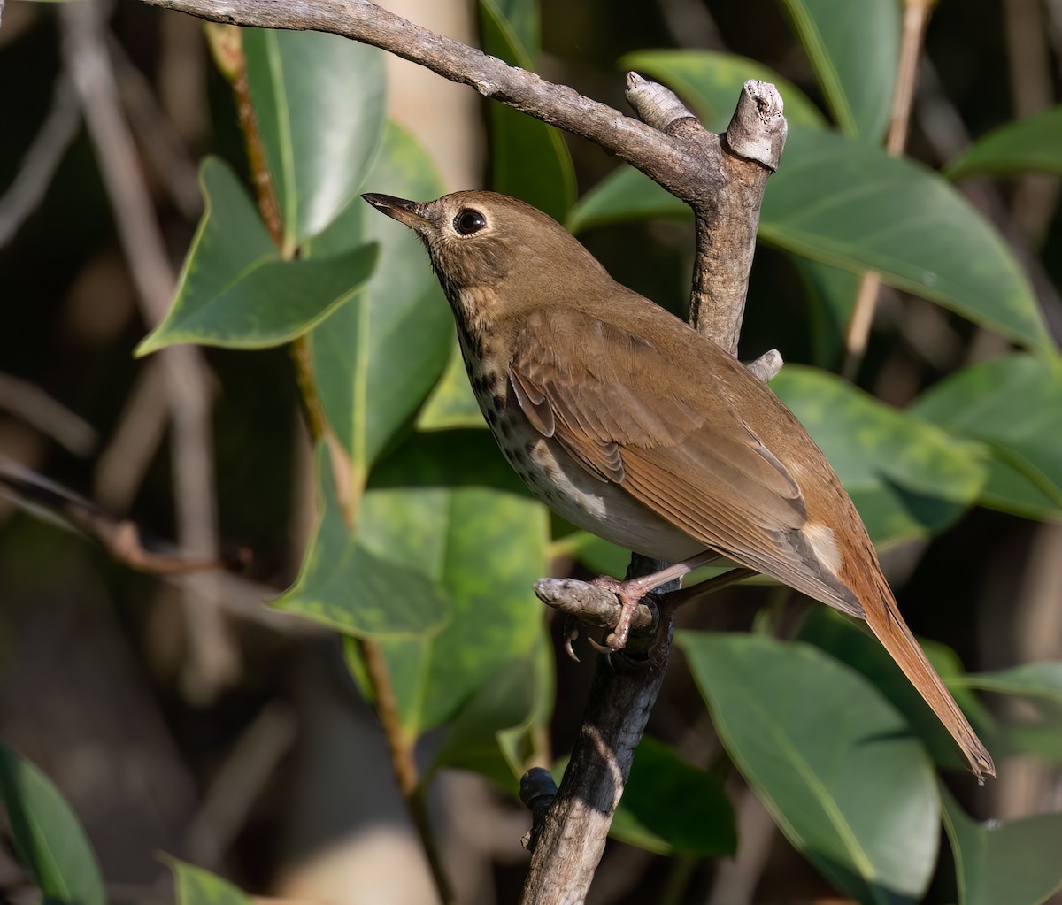 Hermit Thrush - ML647568485