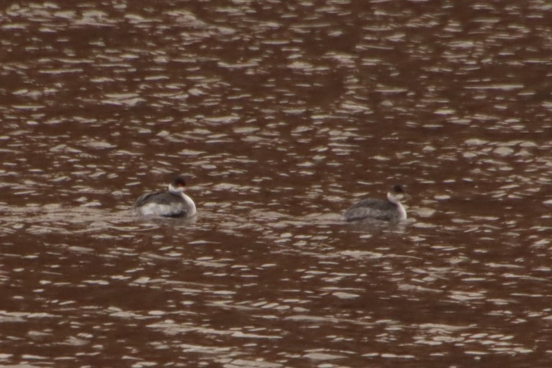 Eared Grebe - ML647568486