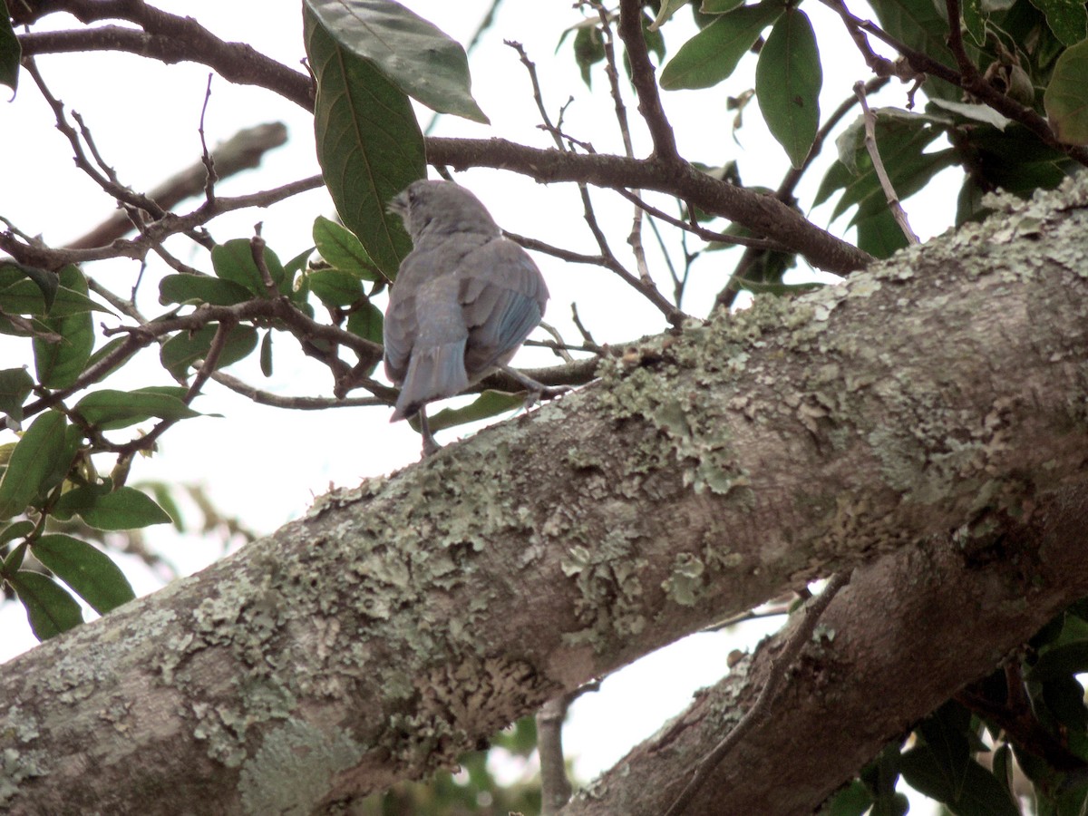 Sayaca Tanager - ML647568489