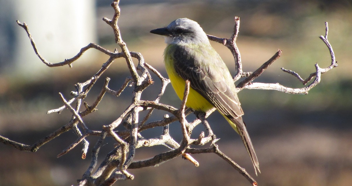 Tropical Kingbird - ML647568490