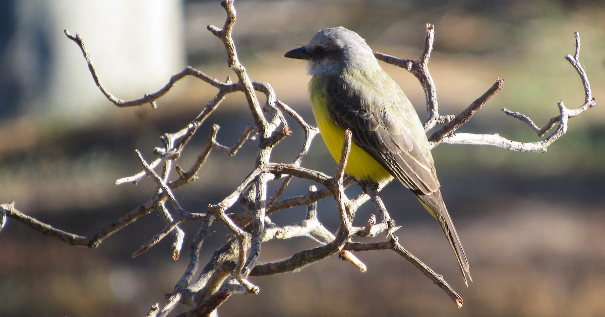 Tropical Kingbird - ML647568491