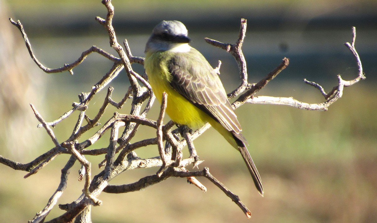 Tropical Kingbird - ML647568492