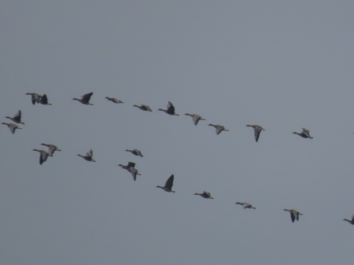 Greater White-fronted Goose - ML647568497