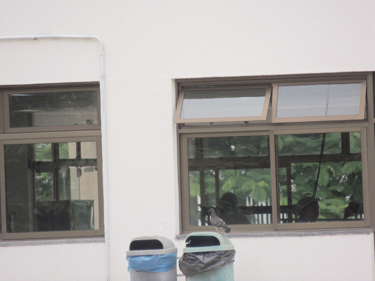 Rock Pigeon (Feral Pigeon) - ML647568501