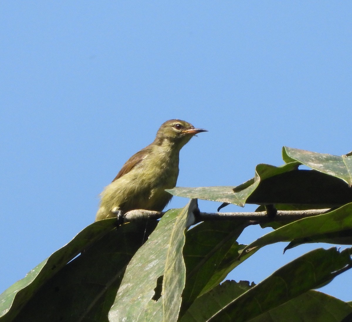 Little Green Sunbird - ML647568502
