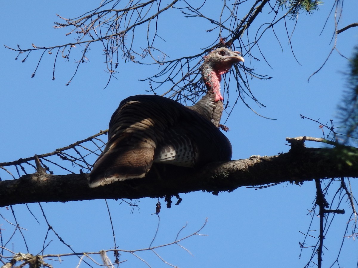 Wild Turkey - ML647568503