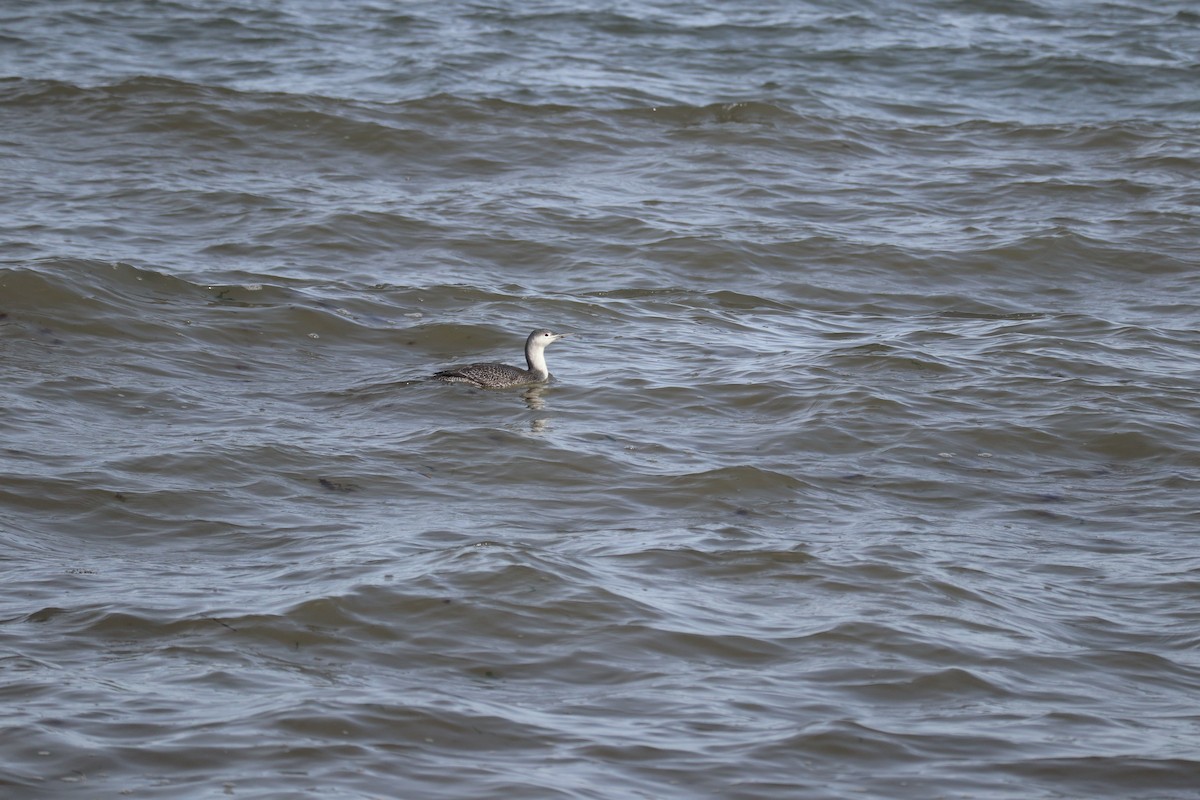 紅喉潛鳥 - ML647568504