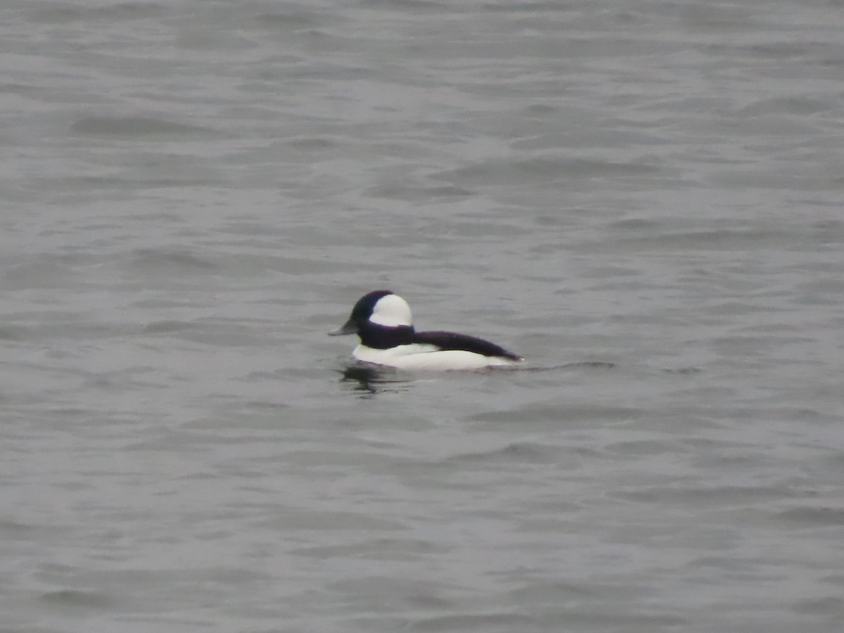 Bufflehead - ML647568505