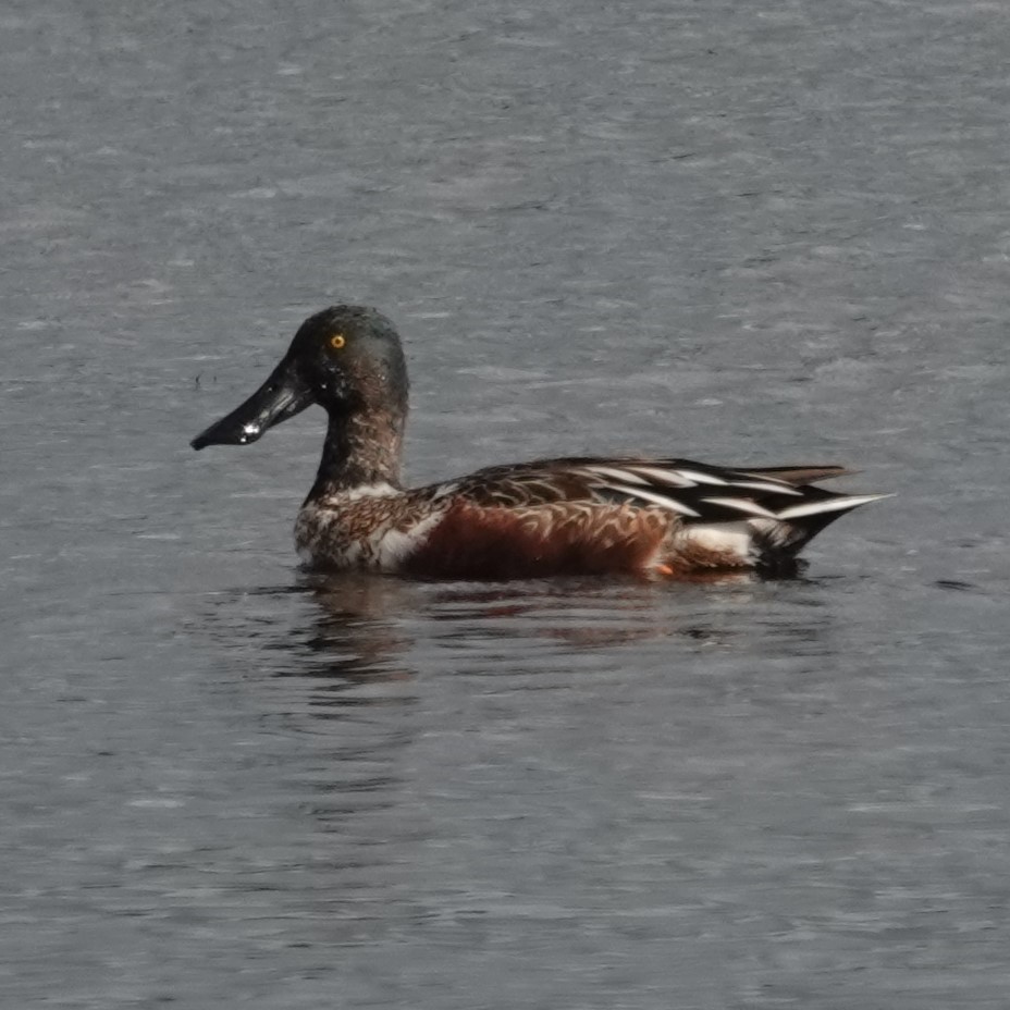 Northern Shoveler - ML647568510