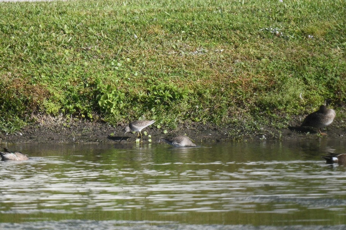 Short-billed Dowitcher - ML647568513