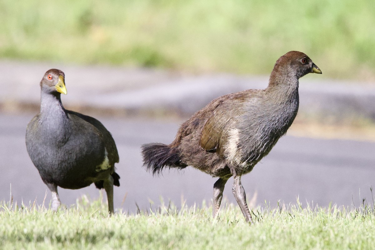 slípka tasmánská - ML647568547