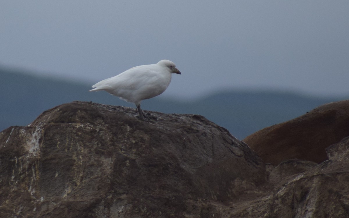 Snowy Sheathbill - ML647568549