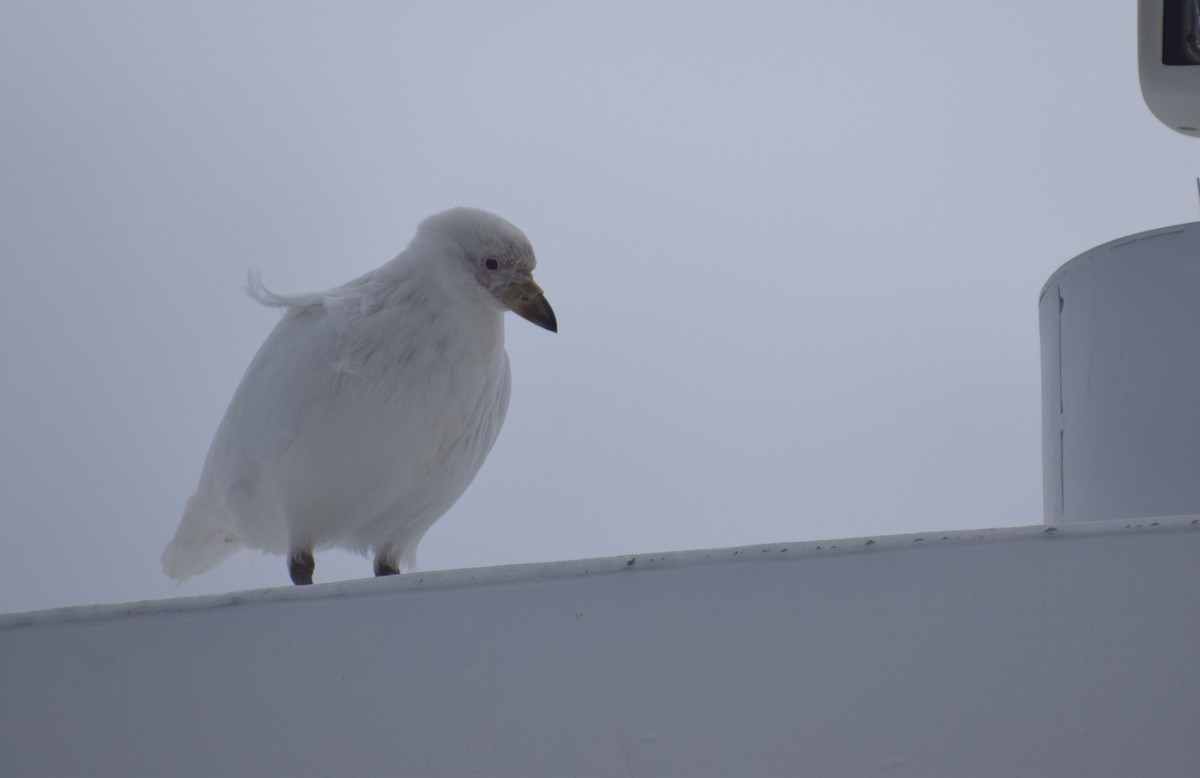 Snowy Sheathbill - ML647568550