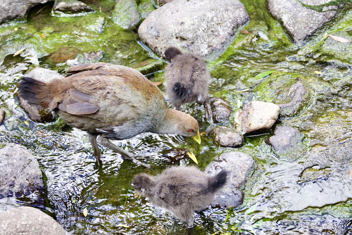 slípka tasmánská - ML647568551