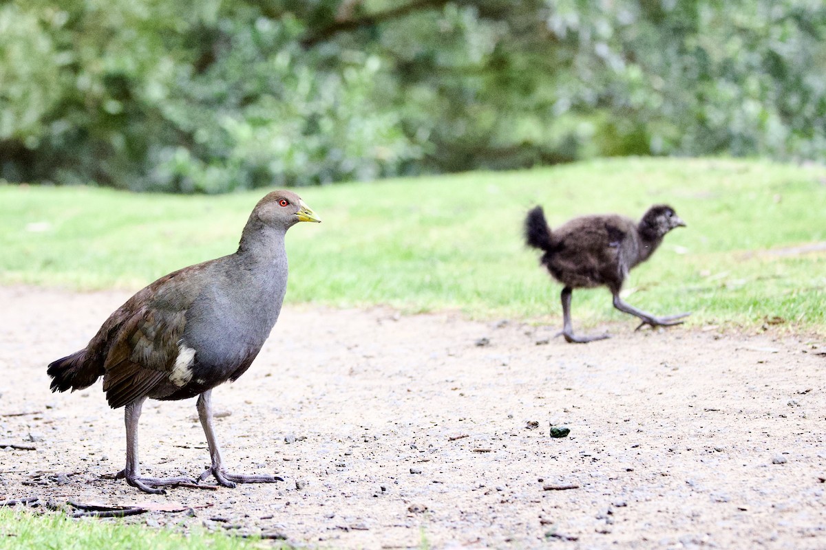 slípka tasmánská - ML647568555