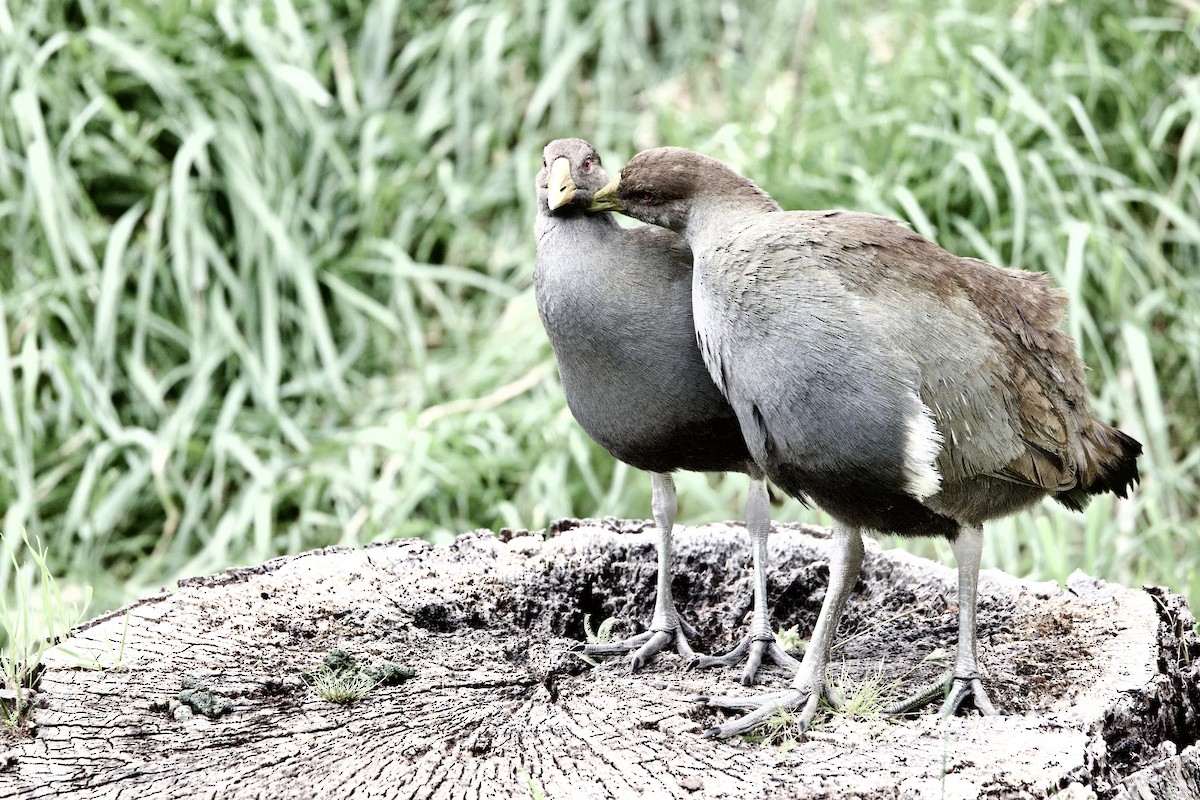 slípka tasmánská - ML647568557