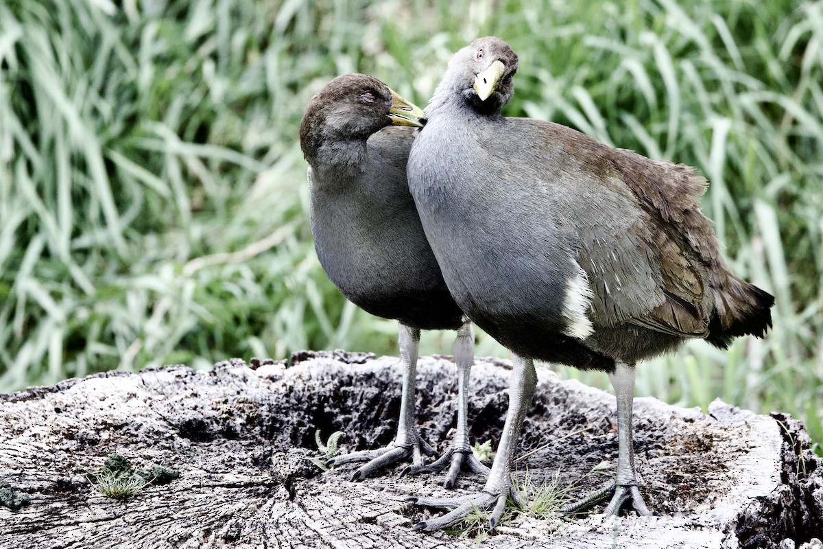 slípka tasmánská - ML647568566