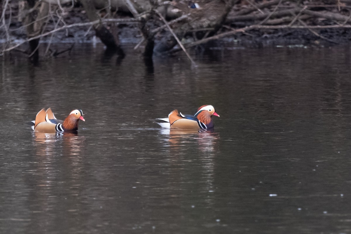 Mandarin-ahatea - ML647568589